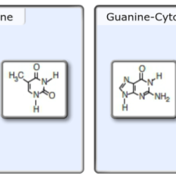 Nucleic acids dna nucleotides rna nitrogenous pyrimidine purines thymine molecules lardbucket uracil