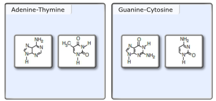 Nucleic acids dna nucleotides rna nitrogenous pyrimidine purines thymine molecules lardbucket uracil