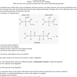 Protein folding and protein structure worksheet answers